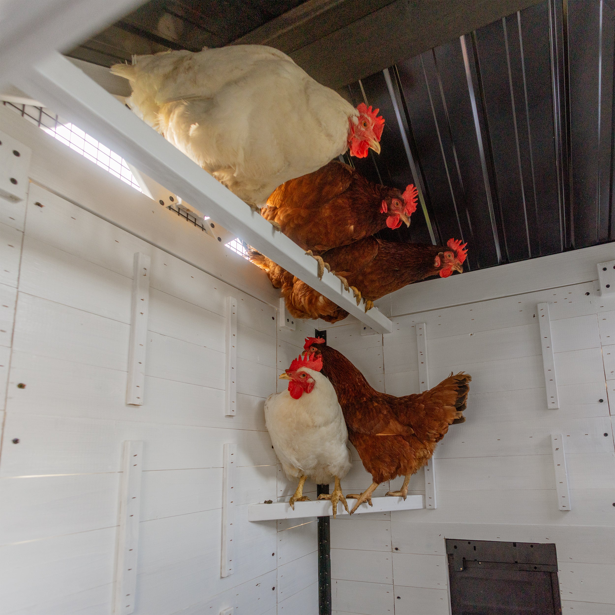 Sweetwater Chicken Coop - Image 8
